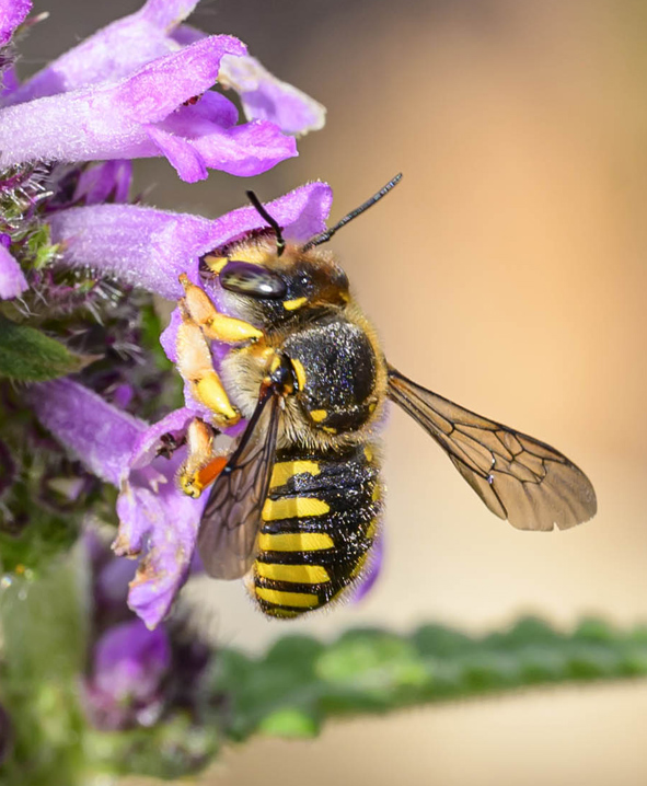 Gartenwollbiene (Foto: Jürgen Eickmann)